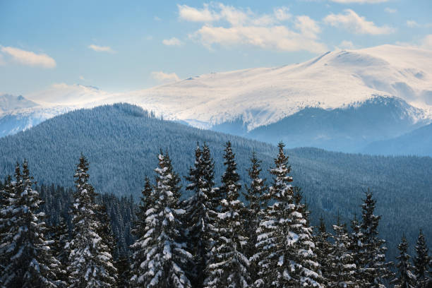 istock Pine trees covered with fresh fallen snow in winter mountain forest on cold bright day. 1355900005