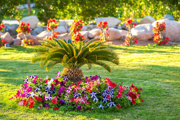 istock Small green palm tree surrounded with bright blooming flowers growing on grass covered lawn in tropic hotel yard. 1355900030