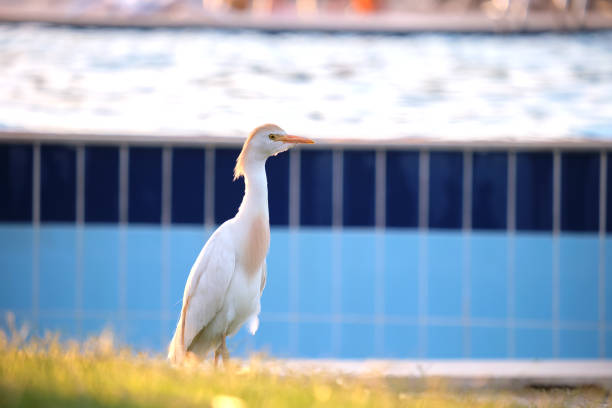 White cattle egret wild bird, also known as Bubulcus ibis walking on green lawn in summer.
