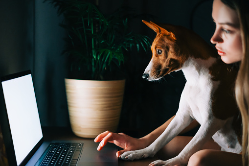 Young caucasian woman using laptop computer at the night at home, browse internet or communicate with friends, sitting on armchair with her curious cute dog.