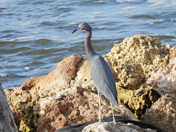istock Little Blue Heron (Egretta caerulea) resting on the rocks near a lagoon 1355900927