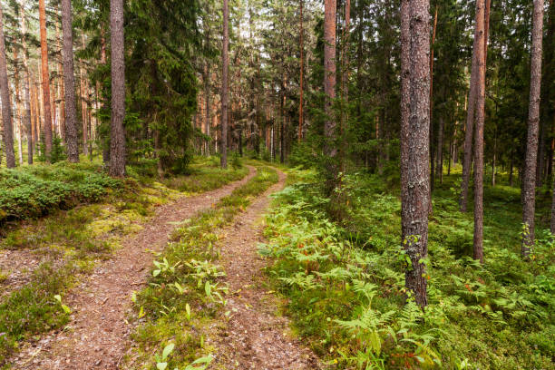 istock A small dirt path leading through a beautiful summery coniferous Pine grove in Estonian boreal forest 1355900962