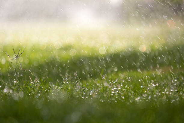 Closeup of rain droplets falling down on green grass in summer.