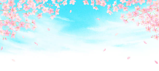 ilustraciones, imágenes clip art, dibujos animados e iconos de stock de ilustración en acuarela de los cerezos en flor en el cielo - blossom