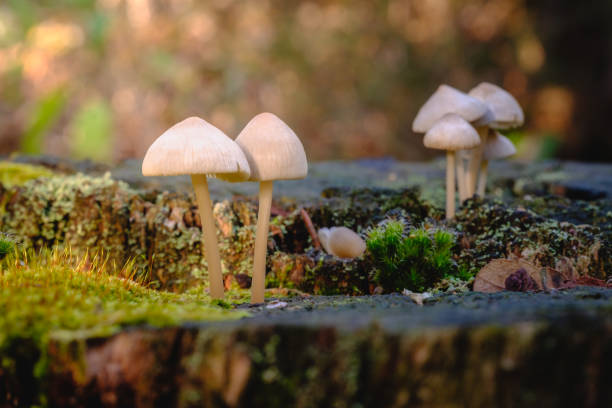 istock wild mushrooms that grow on a dead tree trunk 1355902801