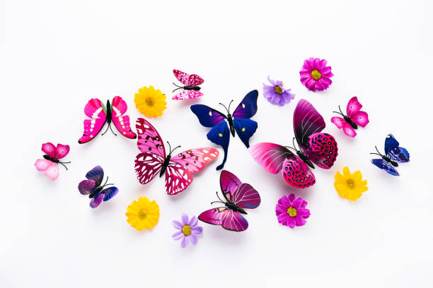 istock Violet butterflies on white background 1355902881