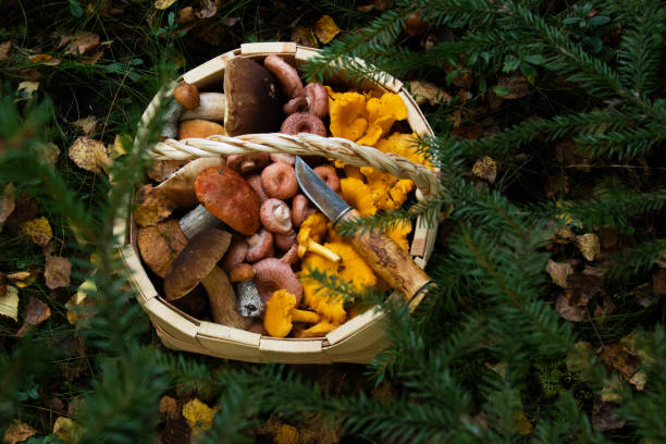 деревянная корзина, полная различных свежесобранных диких и съедобных грибов в эстонском бореальном лесу - chanterelle golden chanterelle edible mushroom mushroom стоковые фото и изображения
