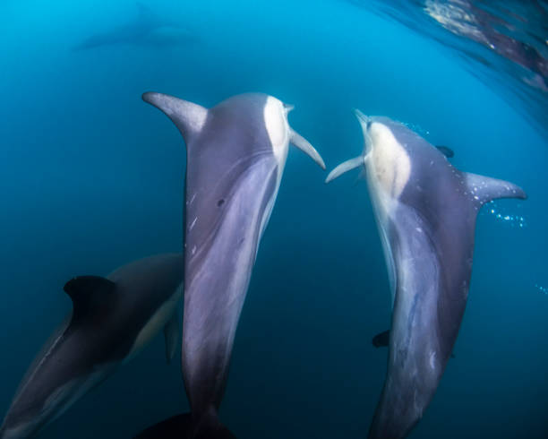 istock Underwater photo of wild dolphins 1355904908