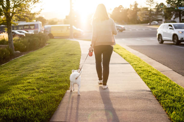 istock Woman walking the dog at sunset 1355905595
