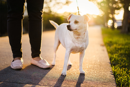 Jack Russell Terrier on a leash in the sunset light