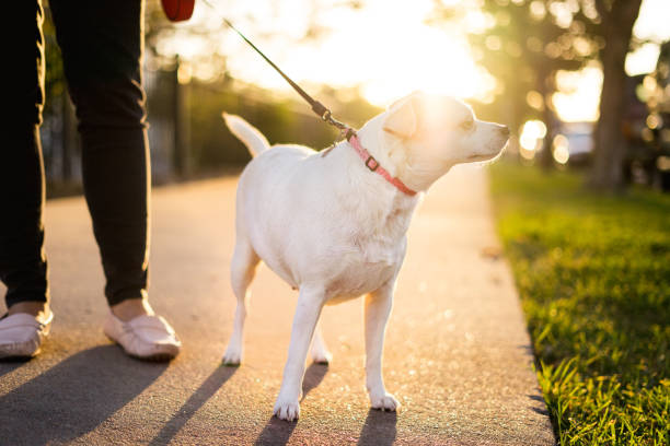 istock Woman walking the dog at sunset 1355905601