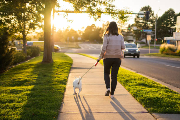 Woman walking the dog at sunset stock photo
