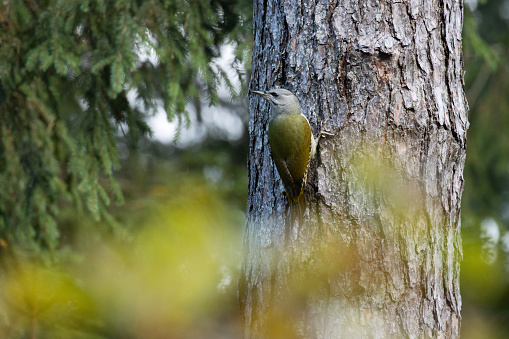 European bird Grey-headed woodpecker, Picus canus climbing on an old Pine tree trunk in Estonian boreal forest.