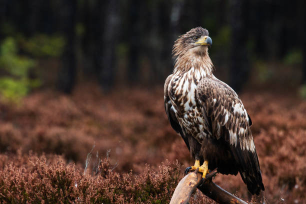 istock Large and majestic raptor White-tailed eagle, Haliaeetus albicilla perched on a branch in Estonian wild nature 1355906666