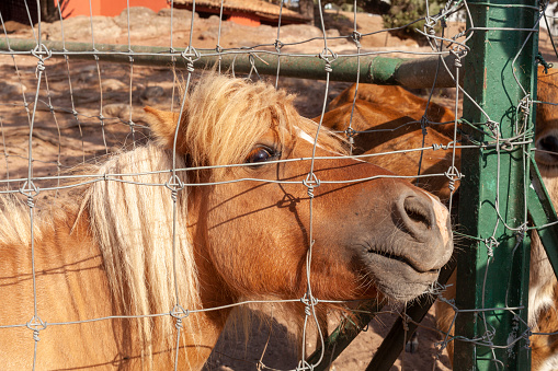 horse behind the fence of a zoo park