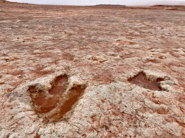 istock Dinosaur tracks in the middle of nowhere. 1355911411