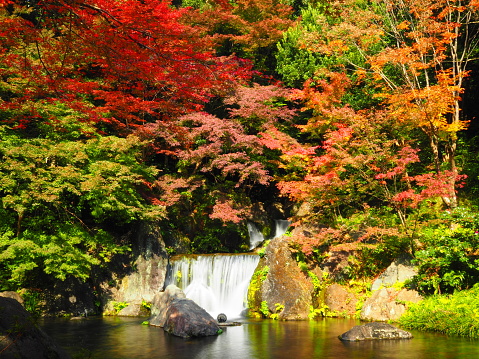 Autumn leaves and waterfall