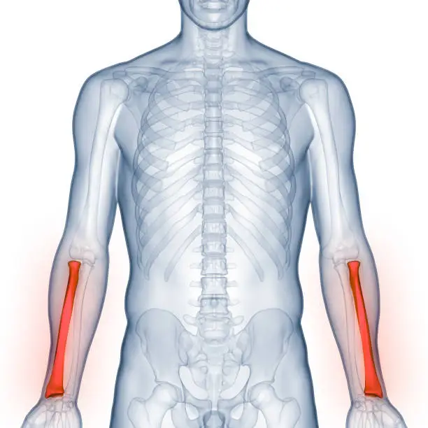 Photo of Human Skeleton System Radius Bone Joints Anatomy