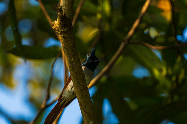 istock The Indian Paradise Flycatcher 1355916210