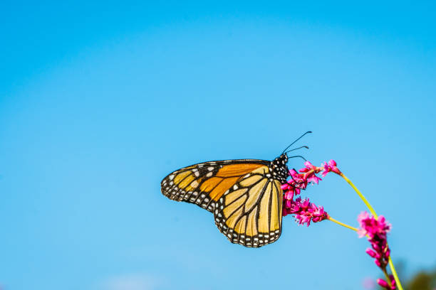 istock Monarch Butterfly on Flower 1355917987
