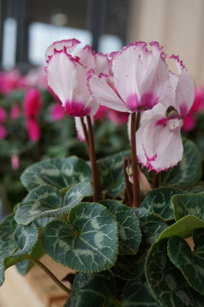 istock Begonia Pale Pink Flowers 1355921279