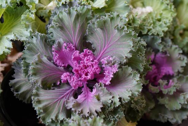 декоративная капуста - flower cabbage kale edible flower стоковые фото и изображения