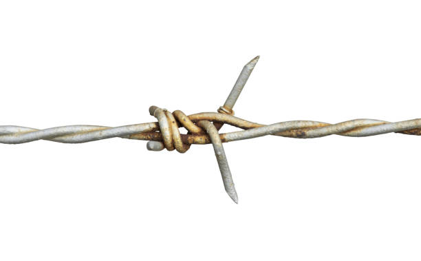 Barbed wire rusty close-up isolated on white background. Barbed wire rusty close-up isolated on white background with clipping path. rusty barbed wire stock pictures, royalty-free photos & images