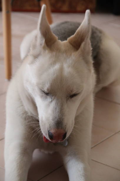 istock Husky dog yawning 1355921954