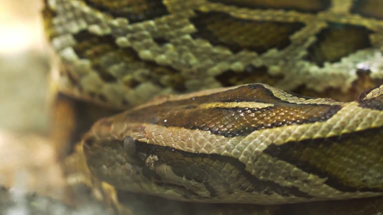 Free Burmese python Stock Video Footage & B-Roll Download 4K & HD Clips