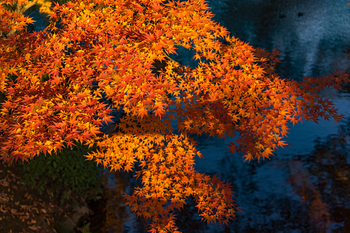 Autumn yellow leaves, maple tree