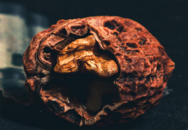 nueces sobre la mesa - walnut pod nutshell cross section fotografías e imágenes de stock