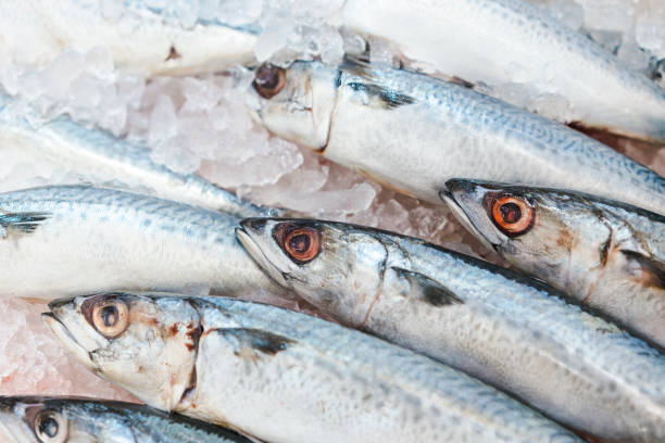 istock Food backgrounds. Fresh mackerel on ice in supermarket. Scombridae Saba fish. 1355932332