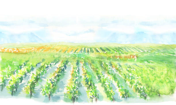 ilustrações de stock, clip art, desenhos animados e ícones de landscape illustration of vineyard drawn in watercolor - vineyard