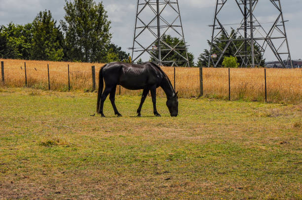 istock Horses quietly grazing under a power line along Pound Rd, Hampton Park. 1355935846