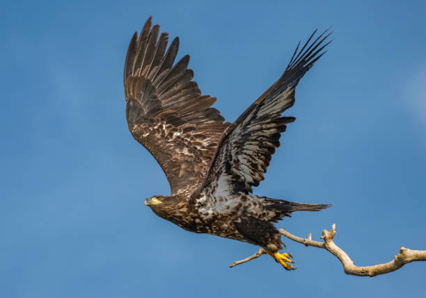istock Close Up of a Flying Juvenile Bald Eagle 1355937967
