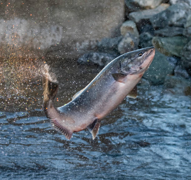 Dancing Water and Jumping Salmon stock photo
