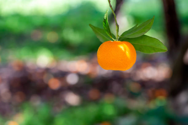 The mandarin on the tree with bokeh in Turkey.