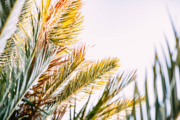 Palm Leaves at Sunset