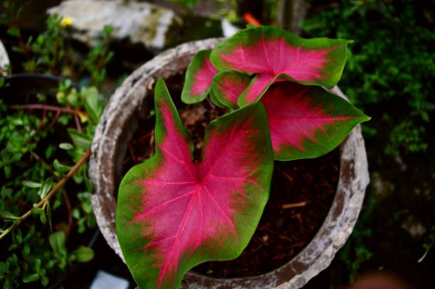 istock red and green ornamental plants on white pots 1355940272