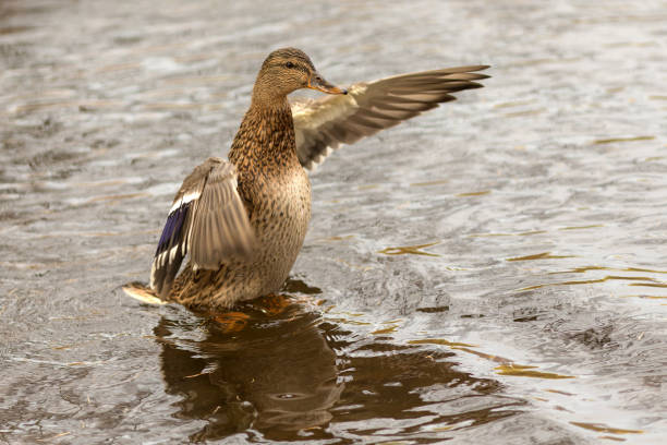 istock duck in the water 1355941260