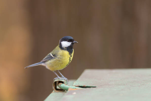 istock portrait of a tit 1355941268