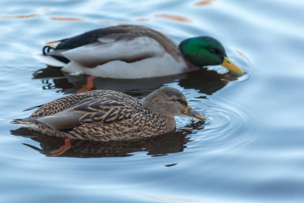 istock portrait of two ducks 1355941301
