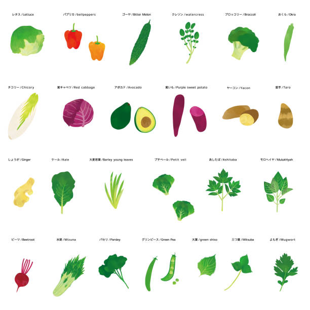 Vegetable Watercolor Illustration Set Vegetable Watercolor Illustration Set taro leaf stock illustrations
