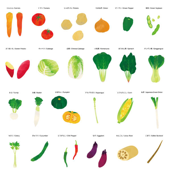 pflanzliches aquarell-illustrationsset - cabbage with pepper stock-grafiken, -clipart, -cartoons und -symbole