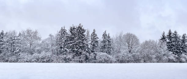 istock forest after a heavy snowfall. winter panoramic landscape. 1355945623