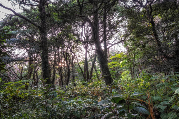istock Bijarim Forest in Jeju Island 1355946517