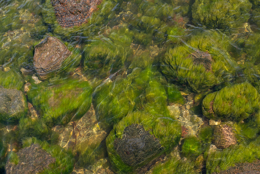 Out of focus photo of sea stones. Baltic Sea green background of algae seaweed. Stone with bright seaweed closeup. The natural velvet texture of seagrass.