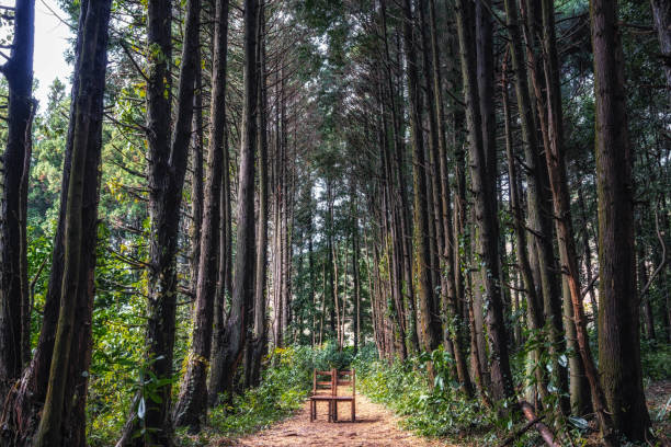 Jeju Island Secret Forest scenery with various cypress trees surrounding two chairs. Taken in Jeju Island, South Korea