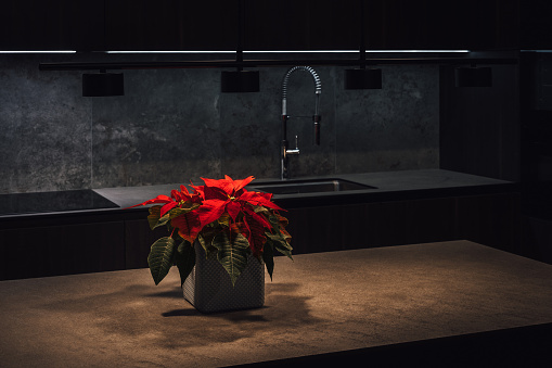 Interior lighting plan. Illuminated Christmas flower poinsettia on a table, countertop in a modern gray kitchen.