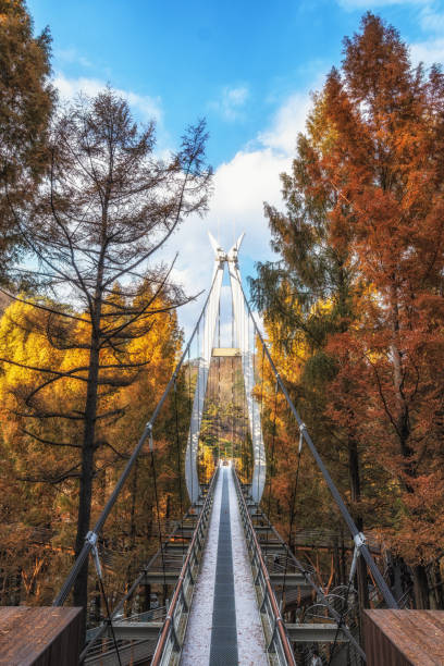 istock Jangtaesan Recreational Forest Suspension Bridge 1355947387